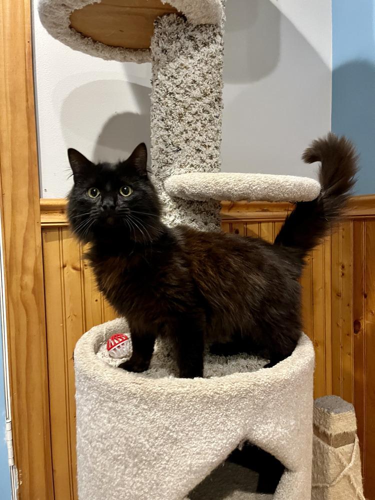 Booker, Adoptable, Young Male Domestic Long Hair.