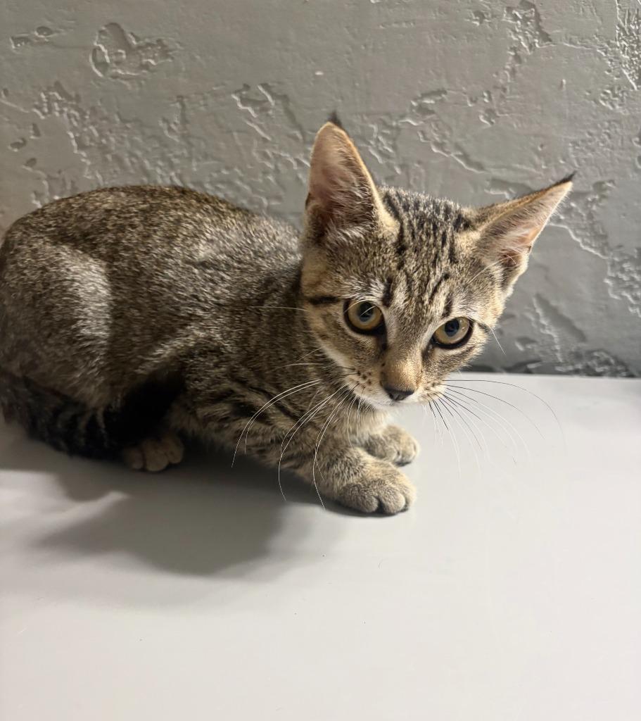 Blossom, Adoptable, Kitten Female Tabby.