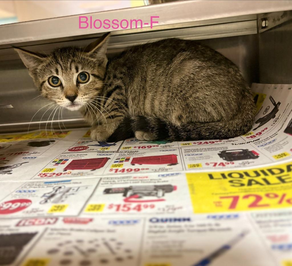 Blossom, Adoptable, Kitten Female Tabby.