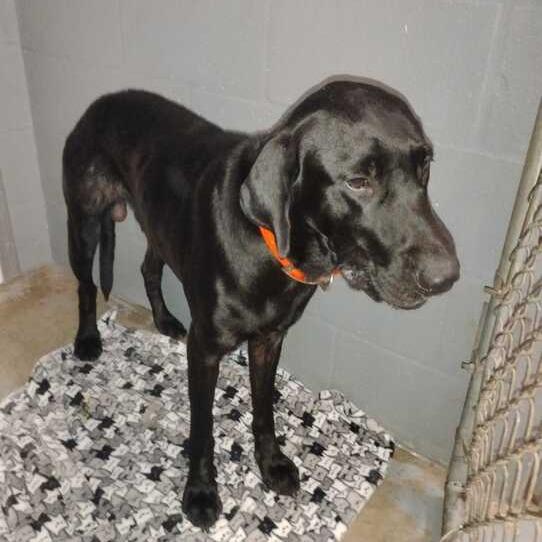 Beau, Adoptable, Adult Male Mixed Breed & Black Labrador Retriever.