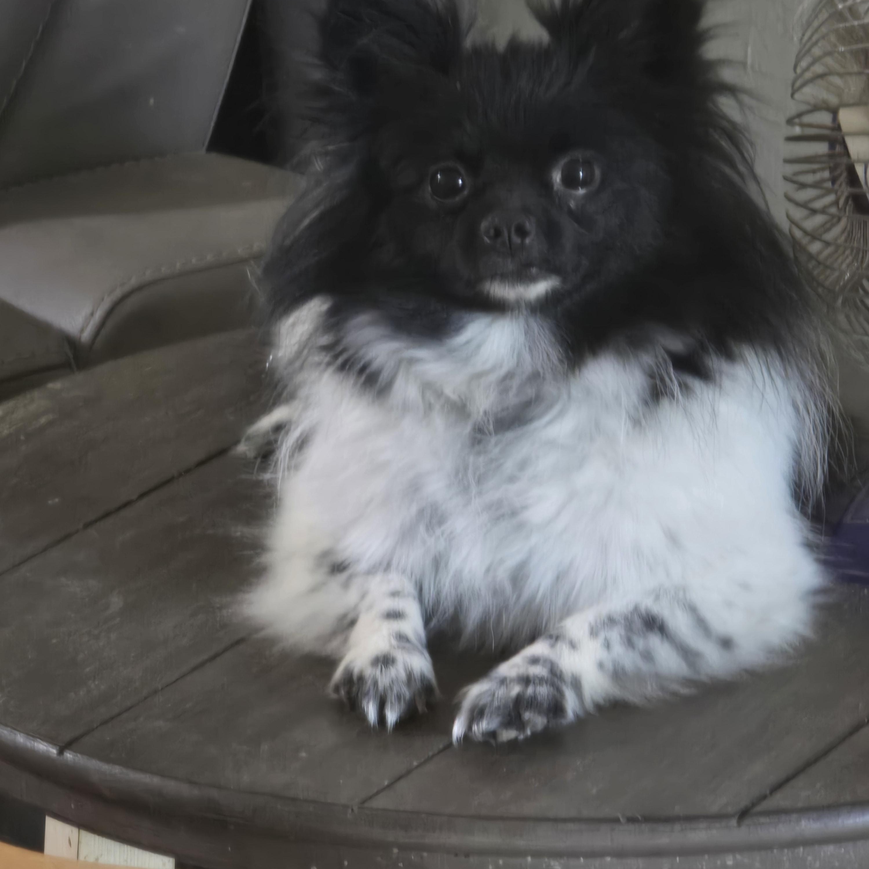 Pixie