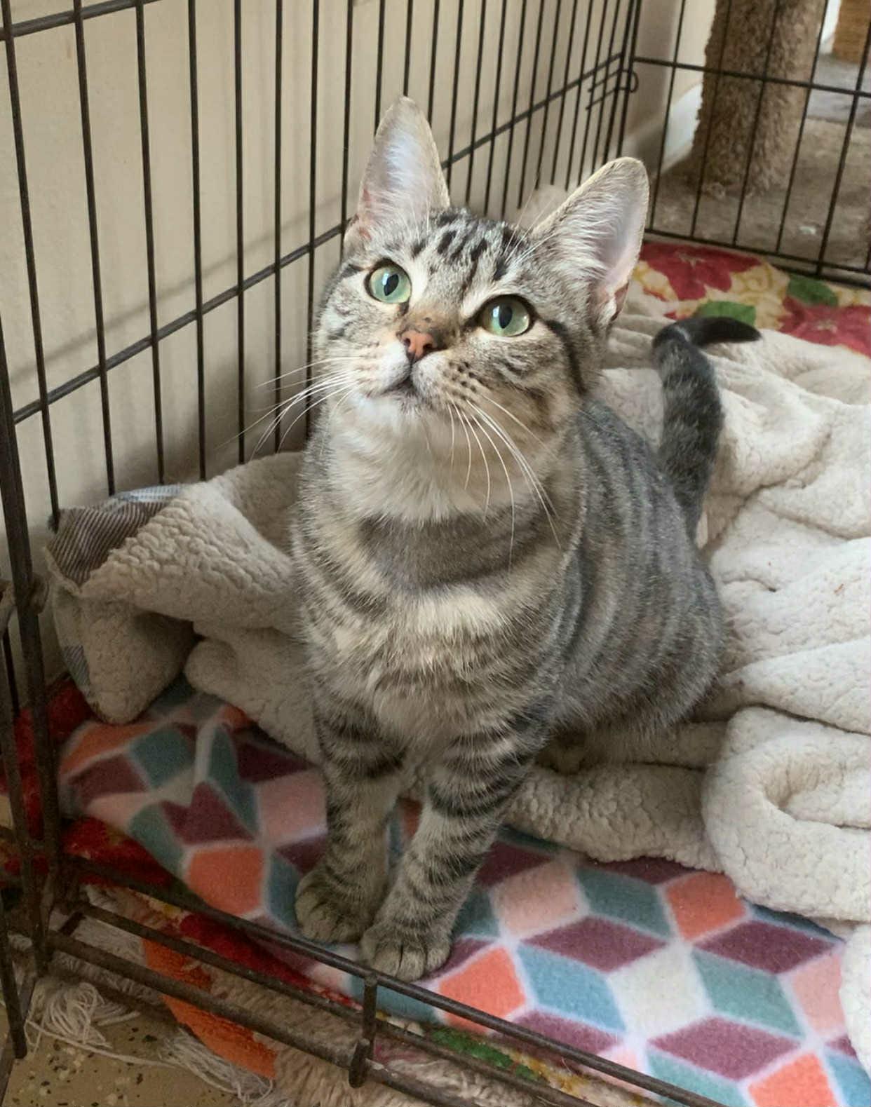 Lucas, adopted, Young Male Domestic Short Hair.