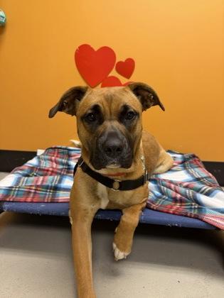 Tinkerbell, a ADOPTABLE mixed breed in Bellingham, WA image 2/3
