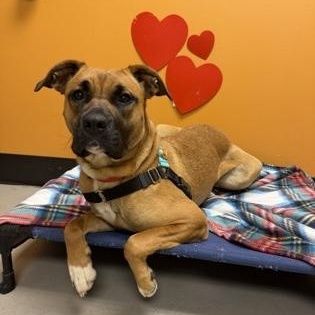 Tinkerbell, a ADOPTABLE mixed breed in Bellingham, WA image 3/3