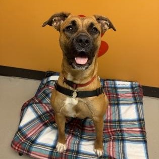 Tinkerbell, ADOPTABLE, Young Female Presa Canario.
