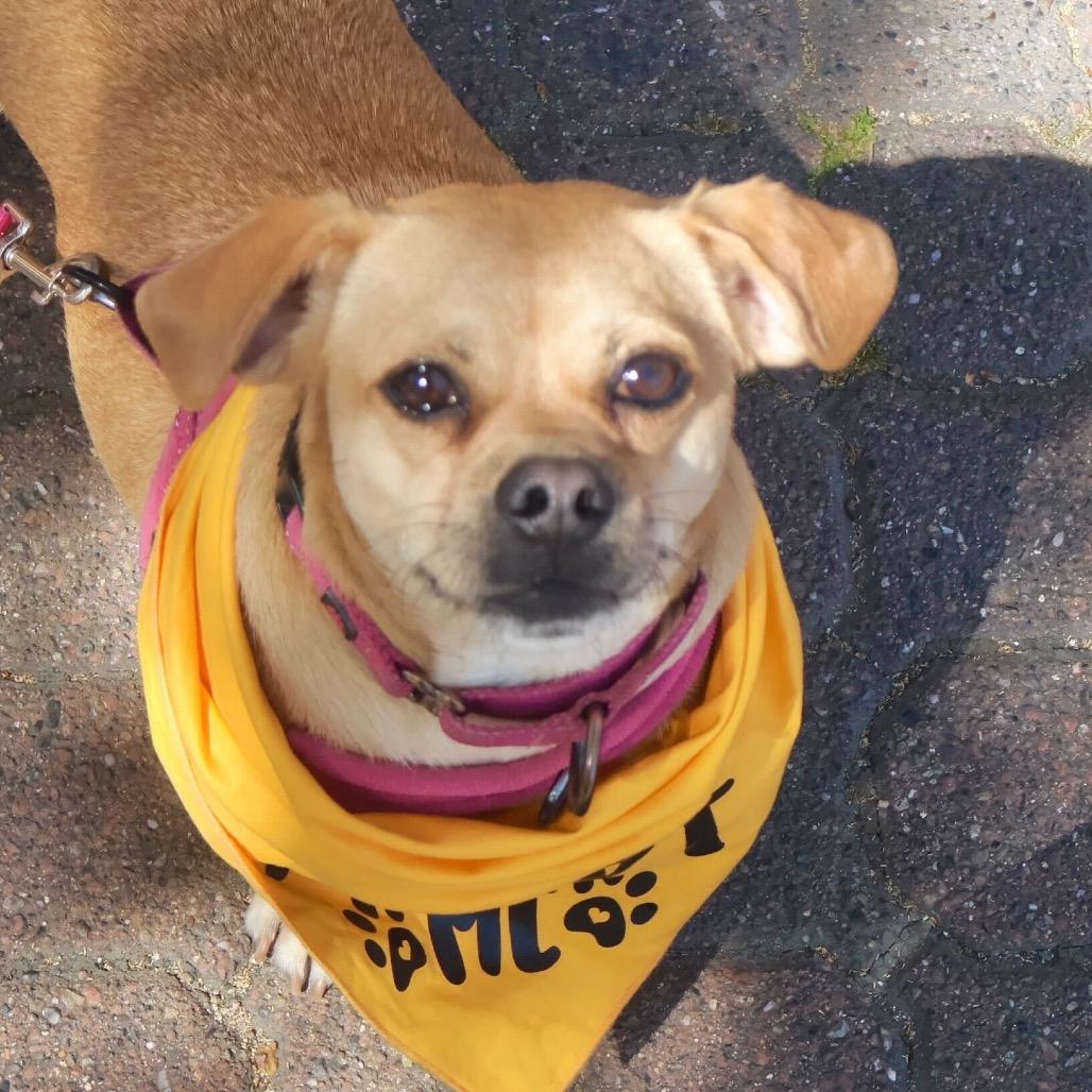 Thelma, Adoptable, Adult Female Pug & Mixed Breed.