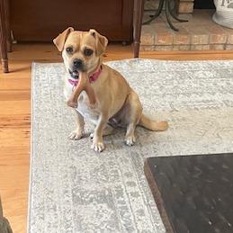 Enlarge Thelma, a Adoptable mixed breed in San Francisco, CA image 2/6