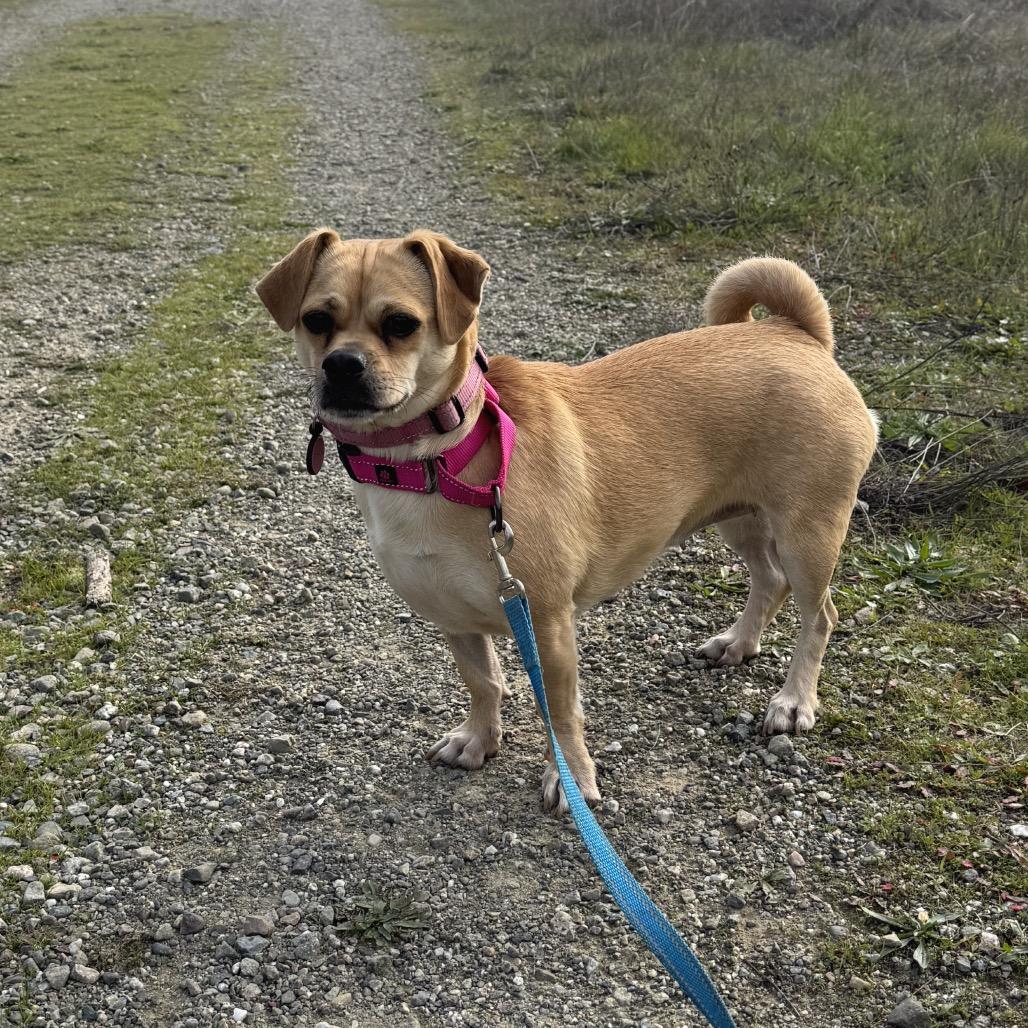 Enlarge Thelma, a Adoptable mixed breed in San Francisco, CA image 4/6