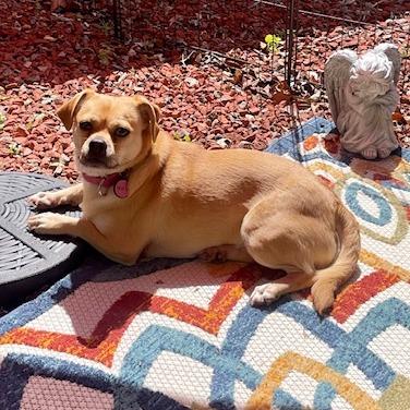 Enlarge Thelma, a Adoptable mixed breed in San Francisco, CA image 5/6