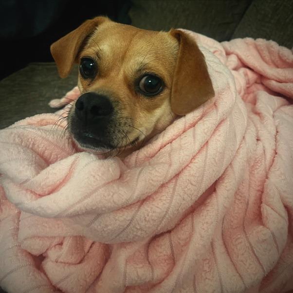 Enlarge Thelma, a Adoptable mixed breed in San Francisco, CA image 6/6