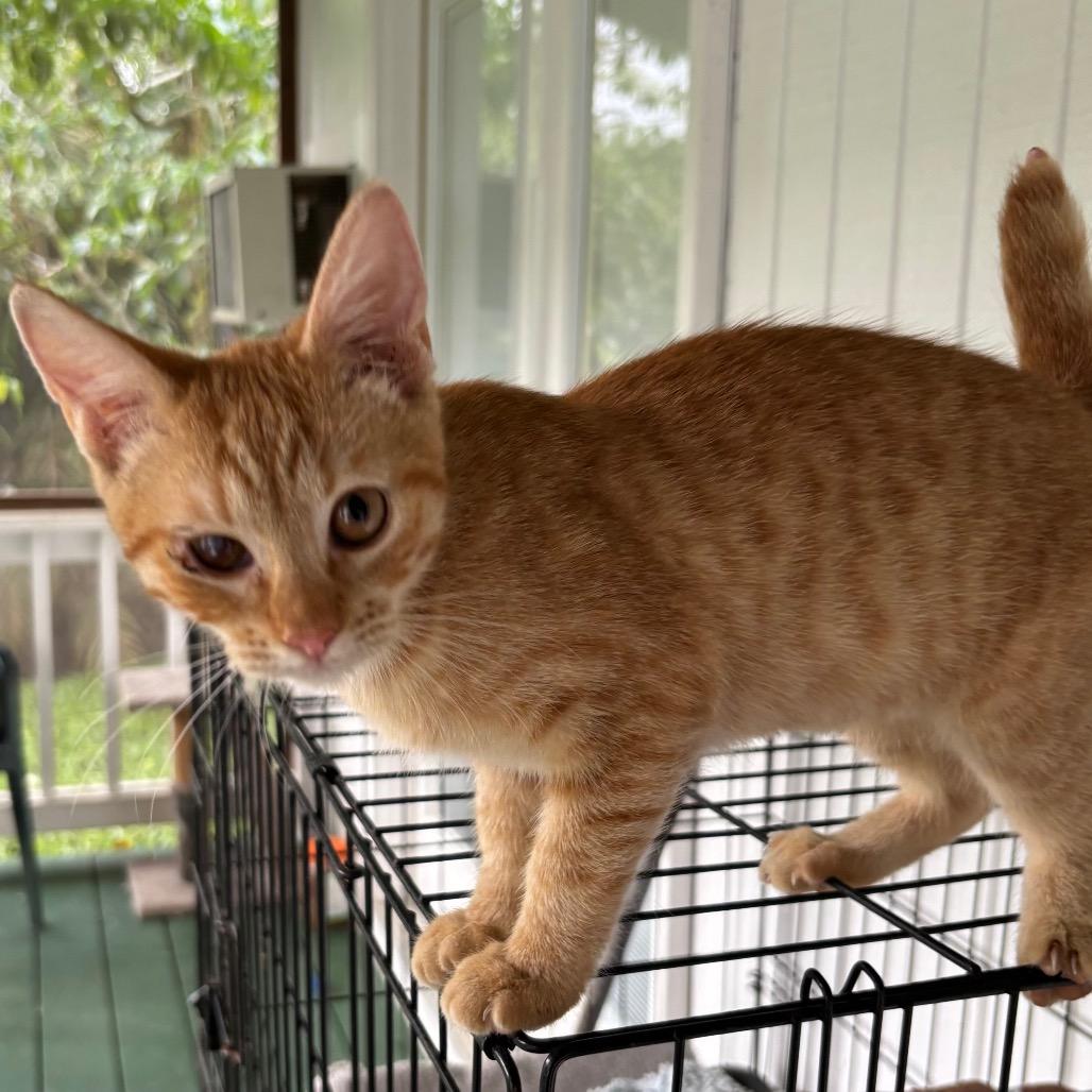 Pikachu (COH-A-65433), Adoptable, Kitten Female Domestic Short Hair.