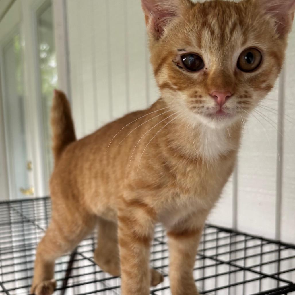 Enlarge Pikachu (COH-A-65433), a Adoptable Domestic Short Hair in Volcano, HI image 4/4