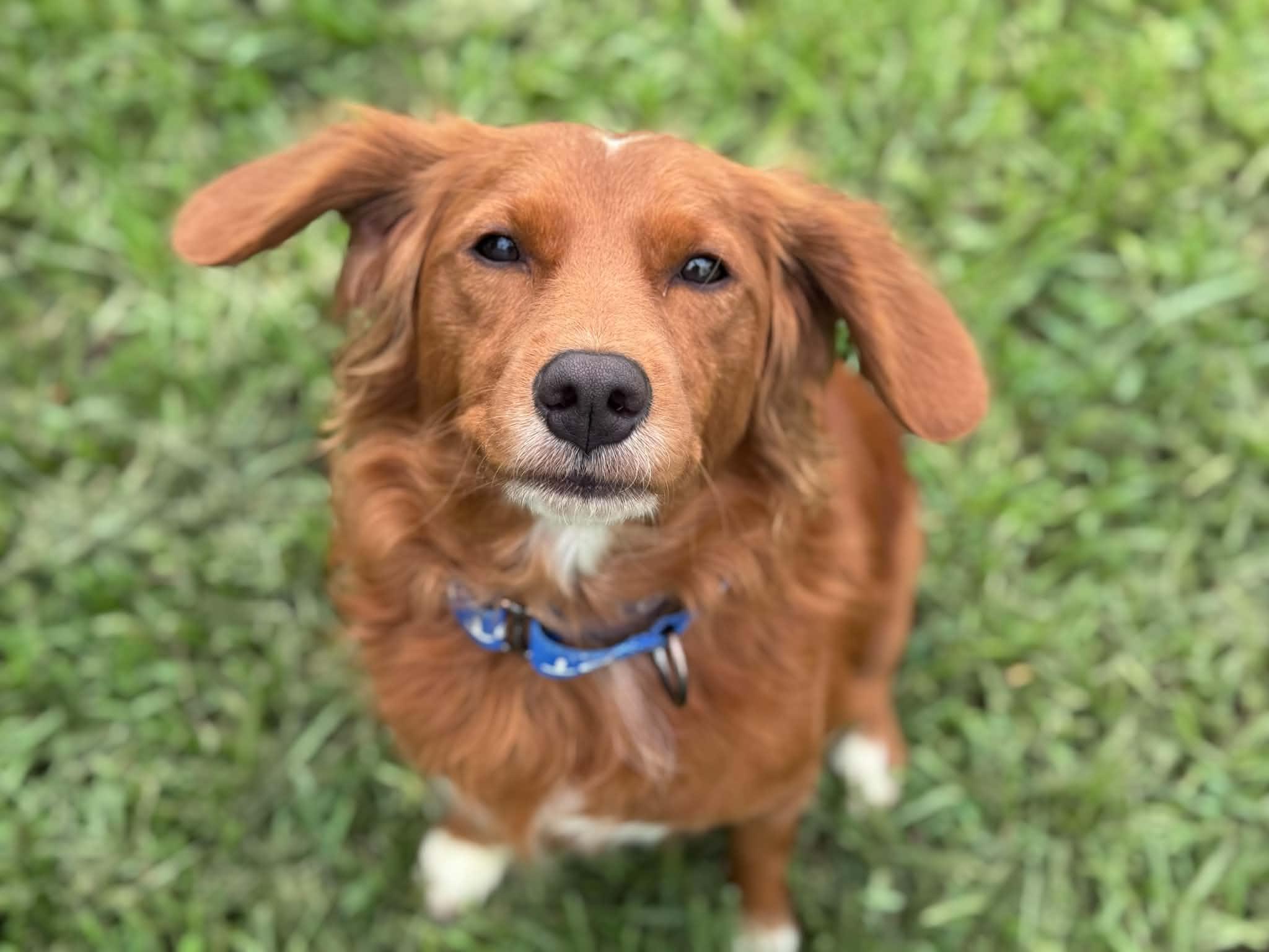 Bobi, an adopted mixed breed in Myakka City, FL image 2/3