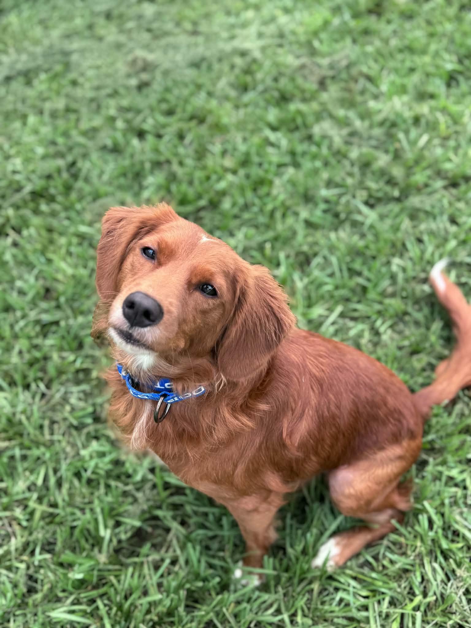 Bobi, an adopted mixed breed in Myakka City, FL image 1/3