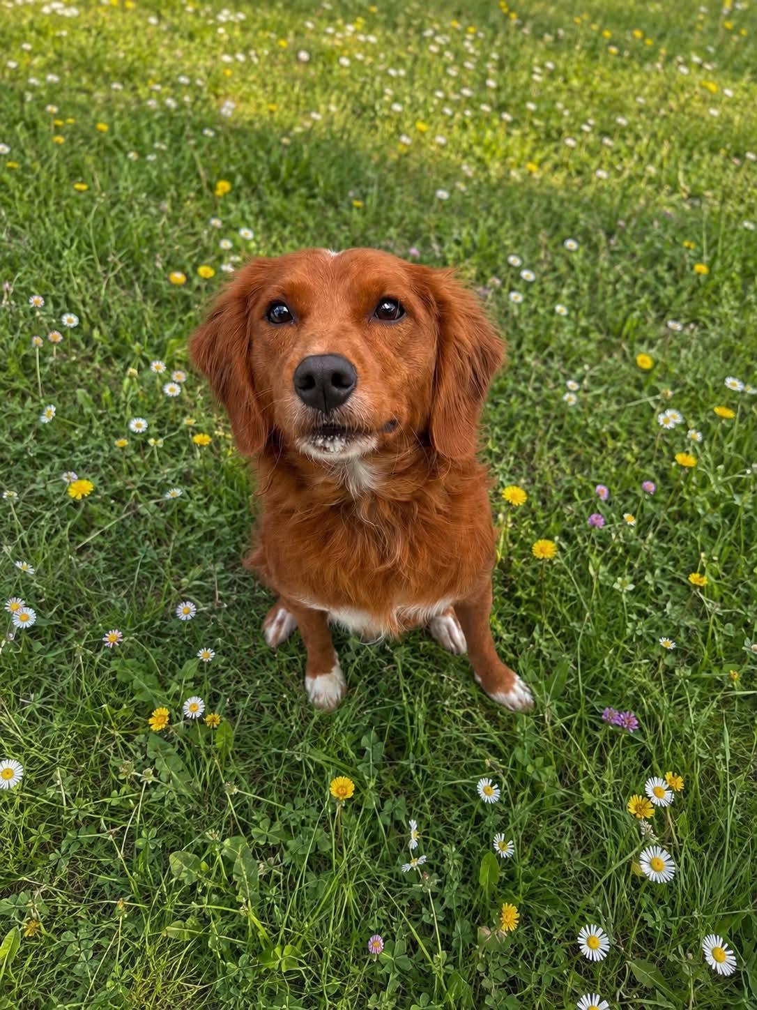 Bobi, an adopted mixed breed in Myakka City, FL image 3/3