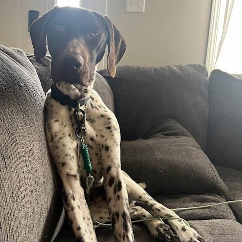 Enlarge Buck, a ADOPTABLE German Shorthaired Pointer in Bethlehem, PA image 2/4