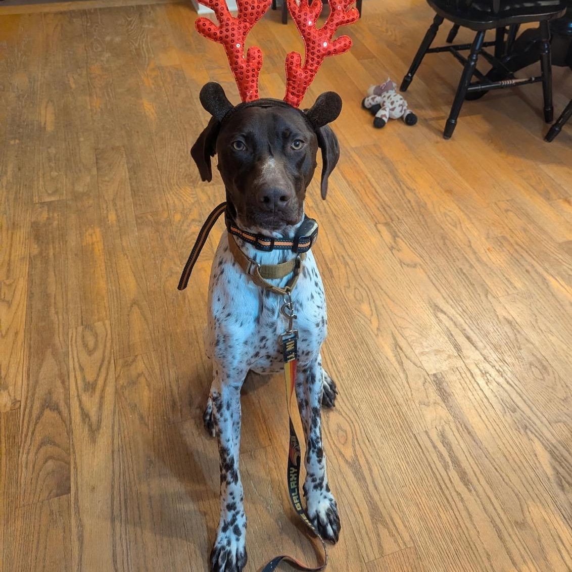 Buck, ADOPTABLE, Young Male German Shorthaired Pointer.