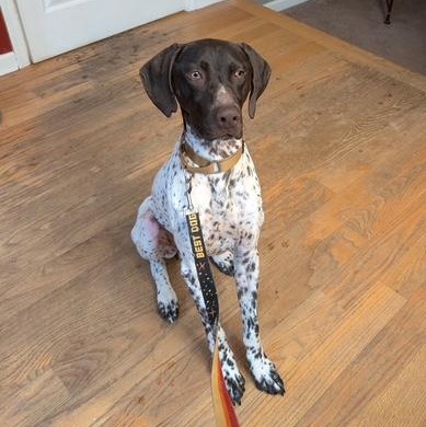 Enlarge Buck, a ADOPTABLE German Shorthaired Pointer in Bethlehem, PA image 3/4