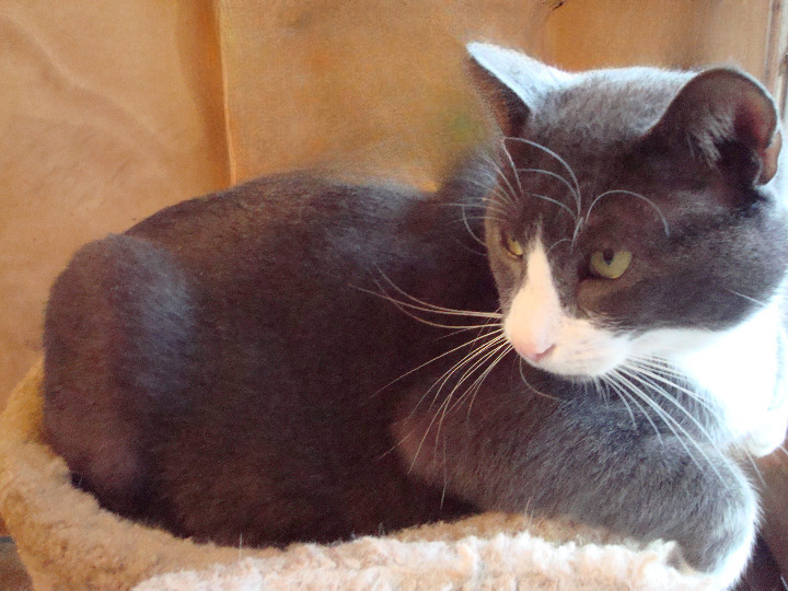Bixby, a Adoptable Domestic Short Hair in Morganton, NC image 1/2