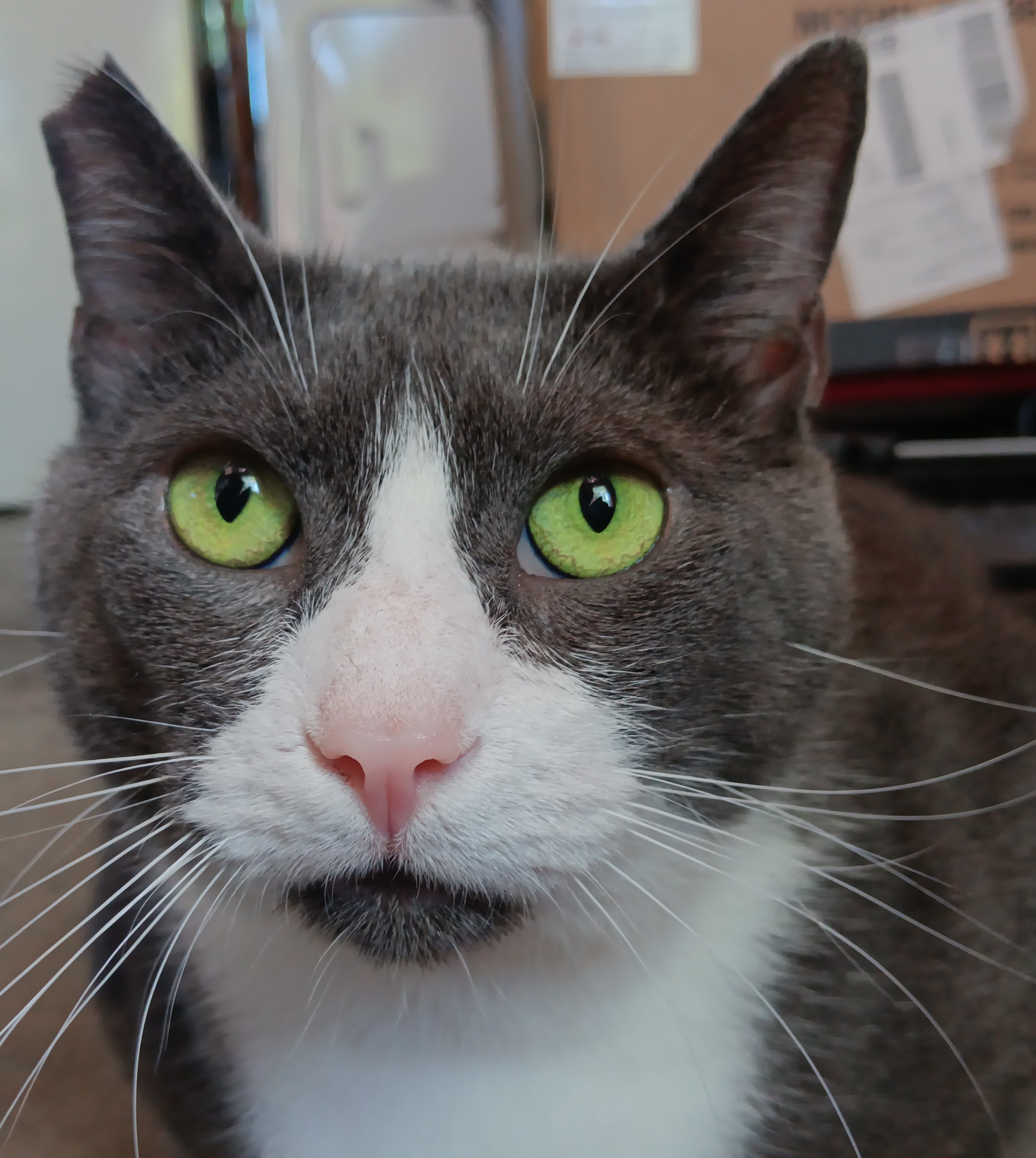 Bixby, a Adoptable Domestic Short Hair in Morganton, NC image 2/2