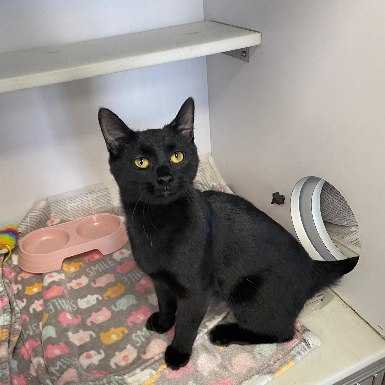 Enlarge Burton, an adoptable Domestic Short Hair in Denver, CO image 1/3