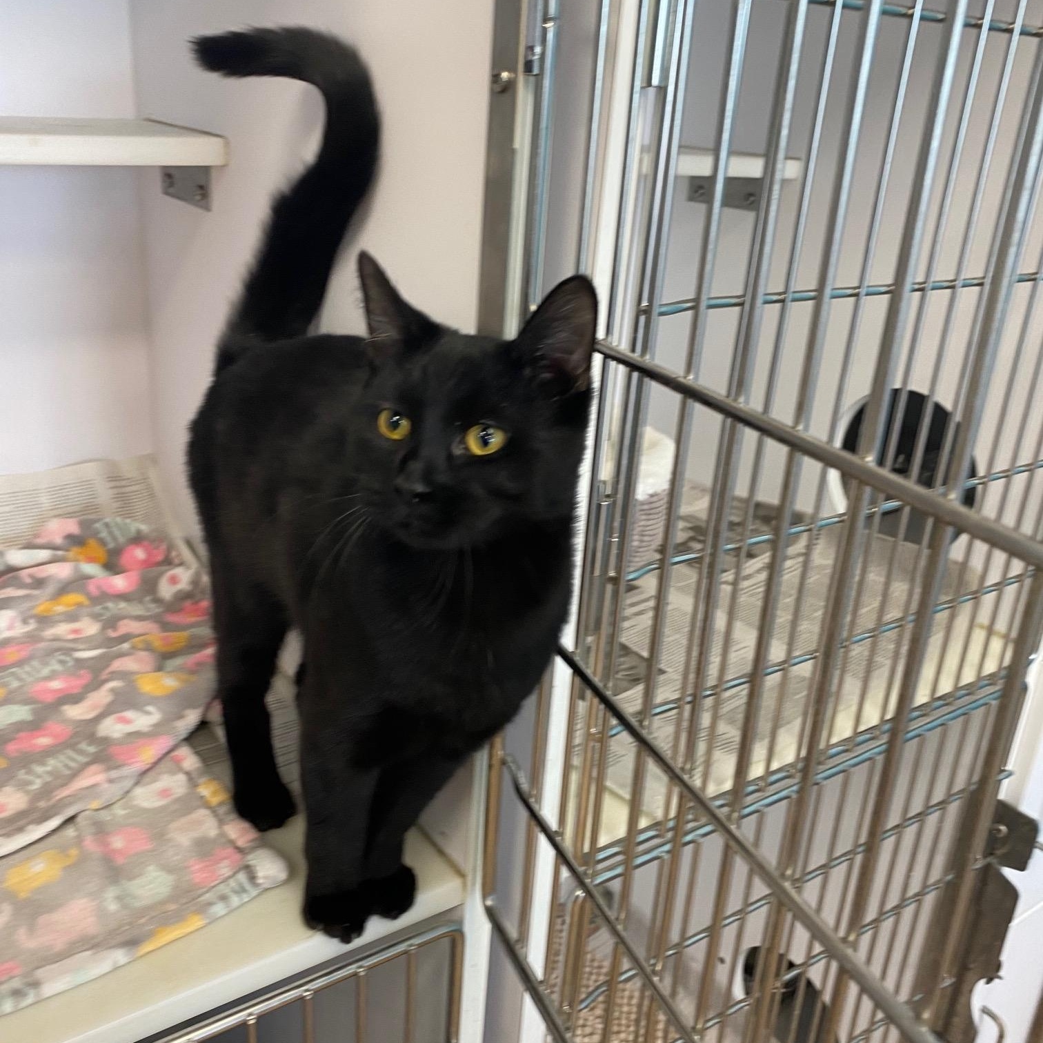 Enlarge Burton, an adoptable Domestic Short Hair in Denver, CO image 3/3