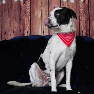 Beau, Adoptable, Adult Male Pit Bull Terrier & Mixed Breed.