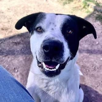 Enlarge Beau, a Adoptable mixed breed in Weatherford, TX image 2/5