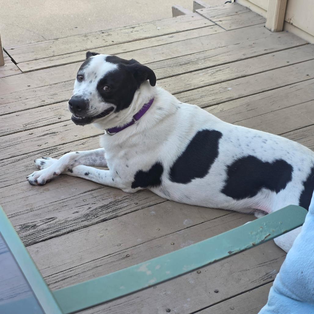 Enlarge Beau, a Adoptable mixed breed in Weatherford, TX image 3/5