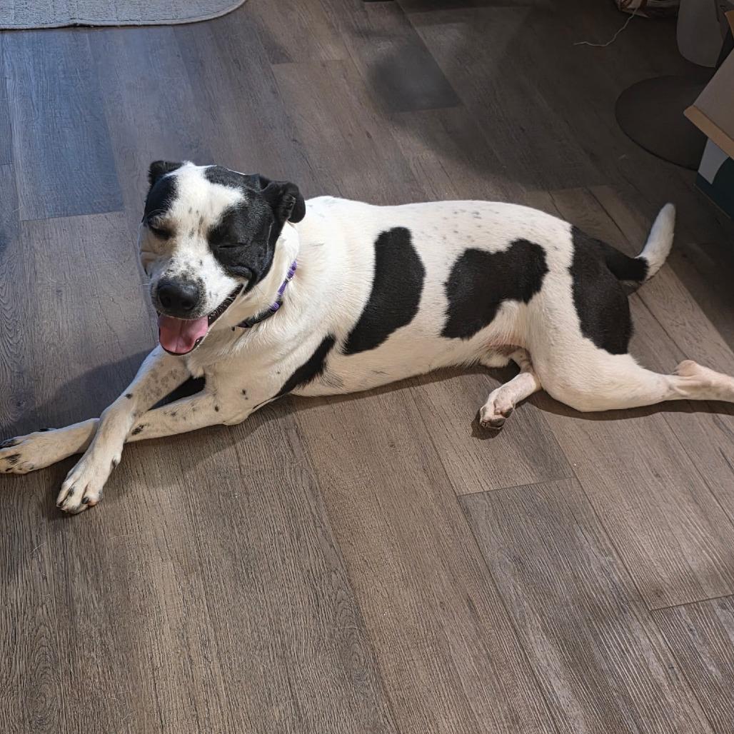 Enlarge Beau, a Adoptable mixed breed in Weatherford, TX image 4/5
