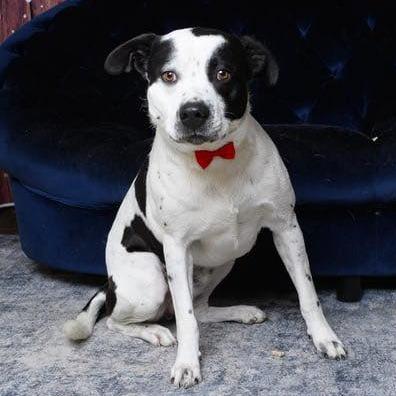 Enlarge Beau, a Adoptable mixed breed in Weatherford, TX image 5/5
