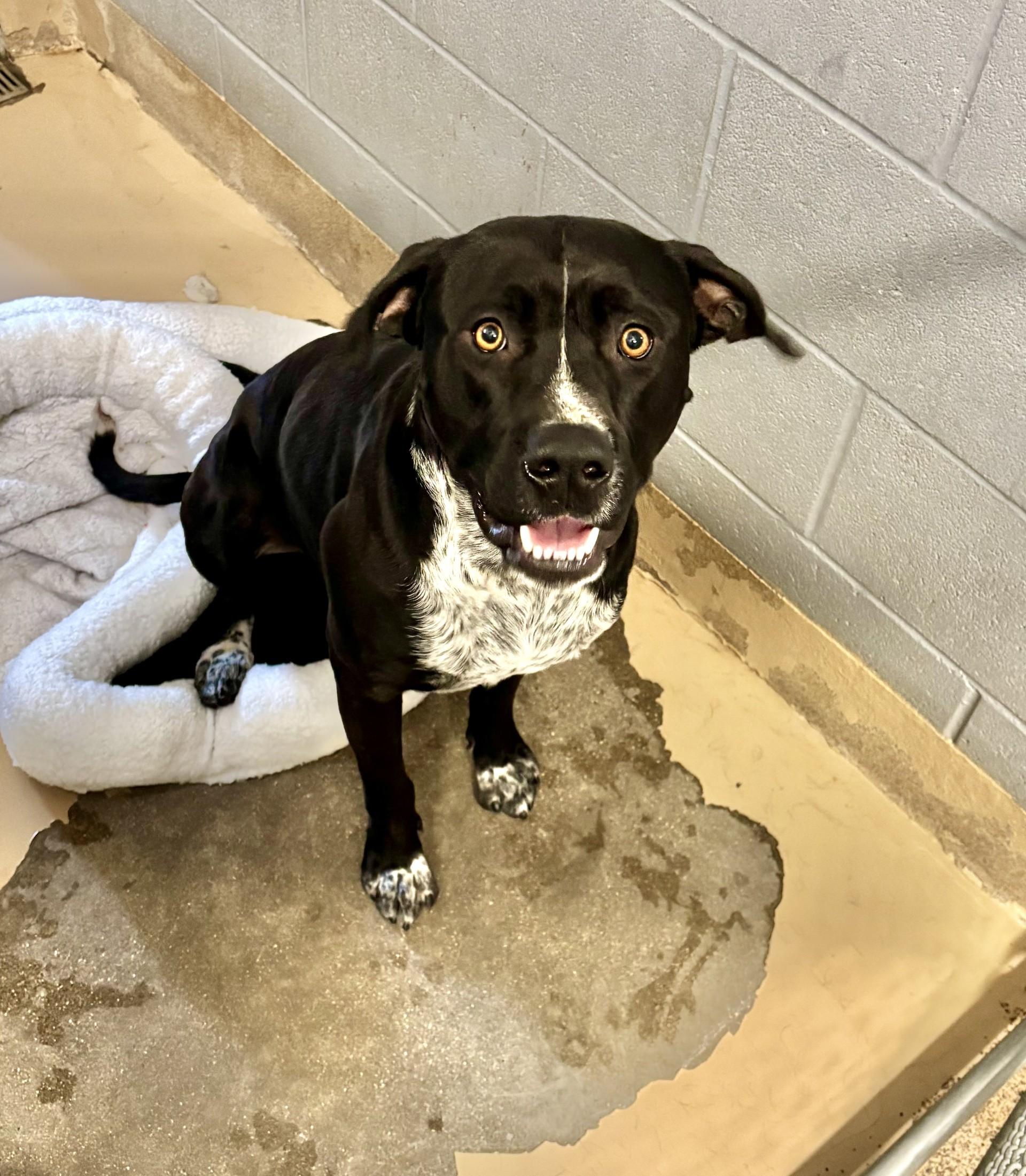 Enlarge LP, a Adoptable mixed breed in Sierra Vista, AZ image 1/2