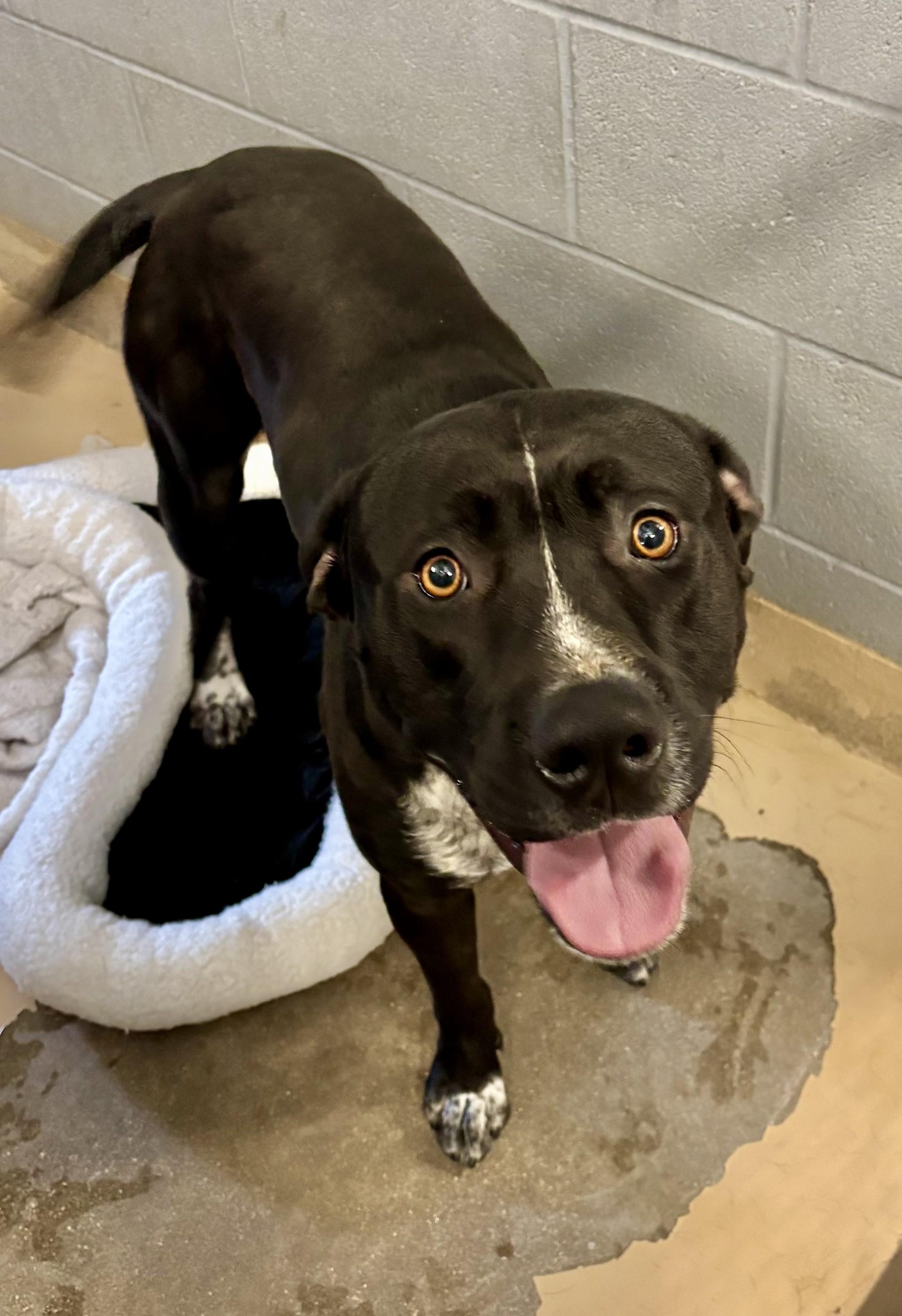 Enlarge LP, a Adoptable mixed breed in Sierra Vista, AZ image 2/2