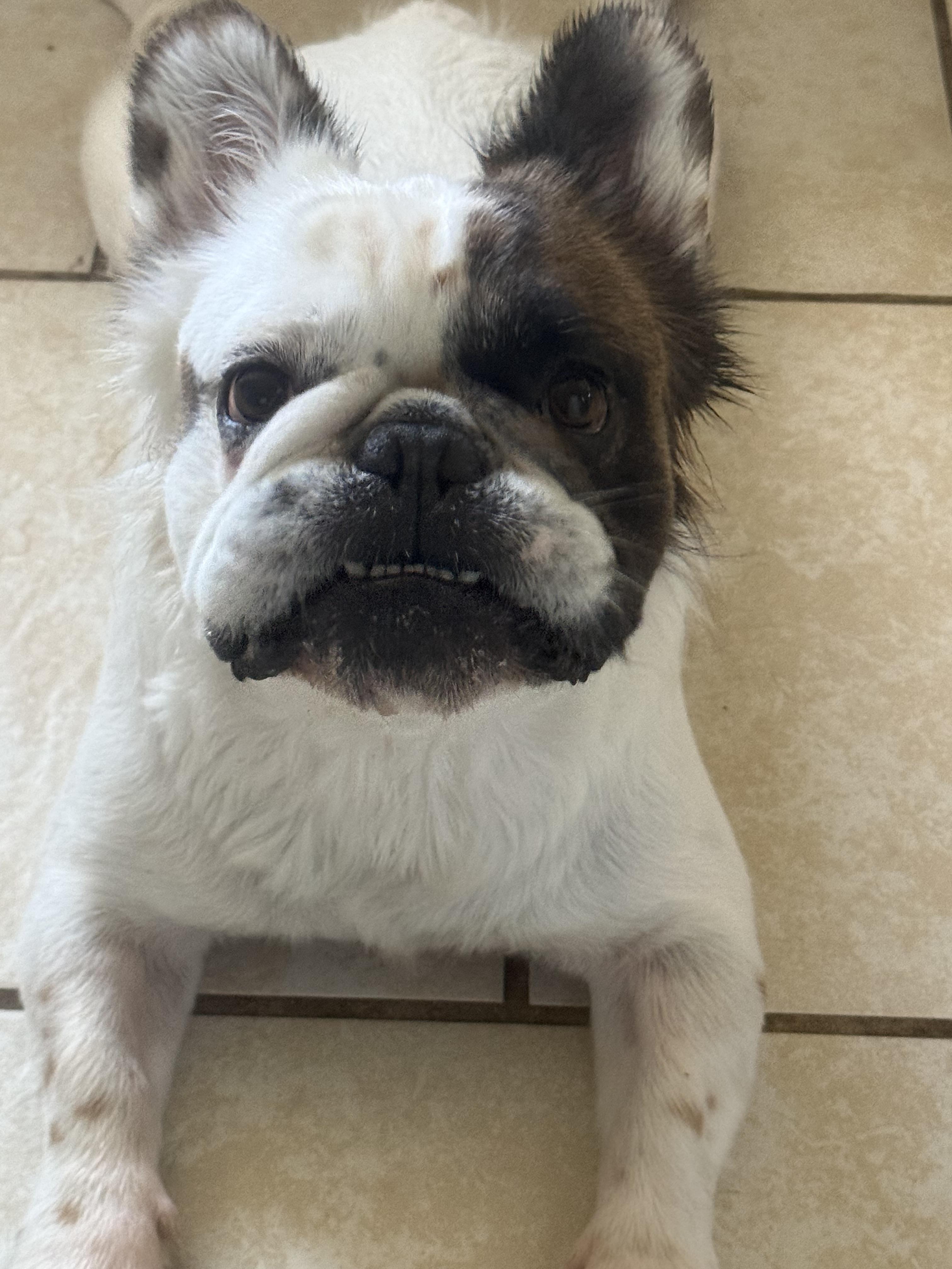 Enlarge Auggy, a Adopted French Bulldog in PALM BAY, FL image 1/3