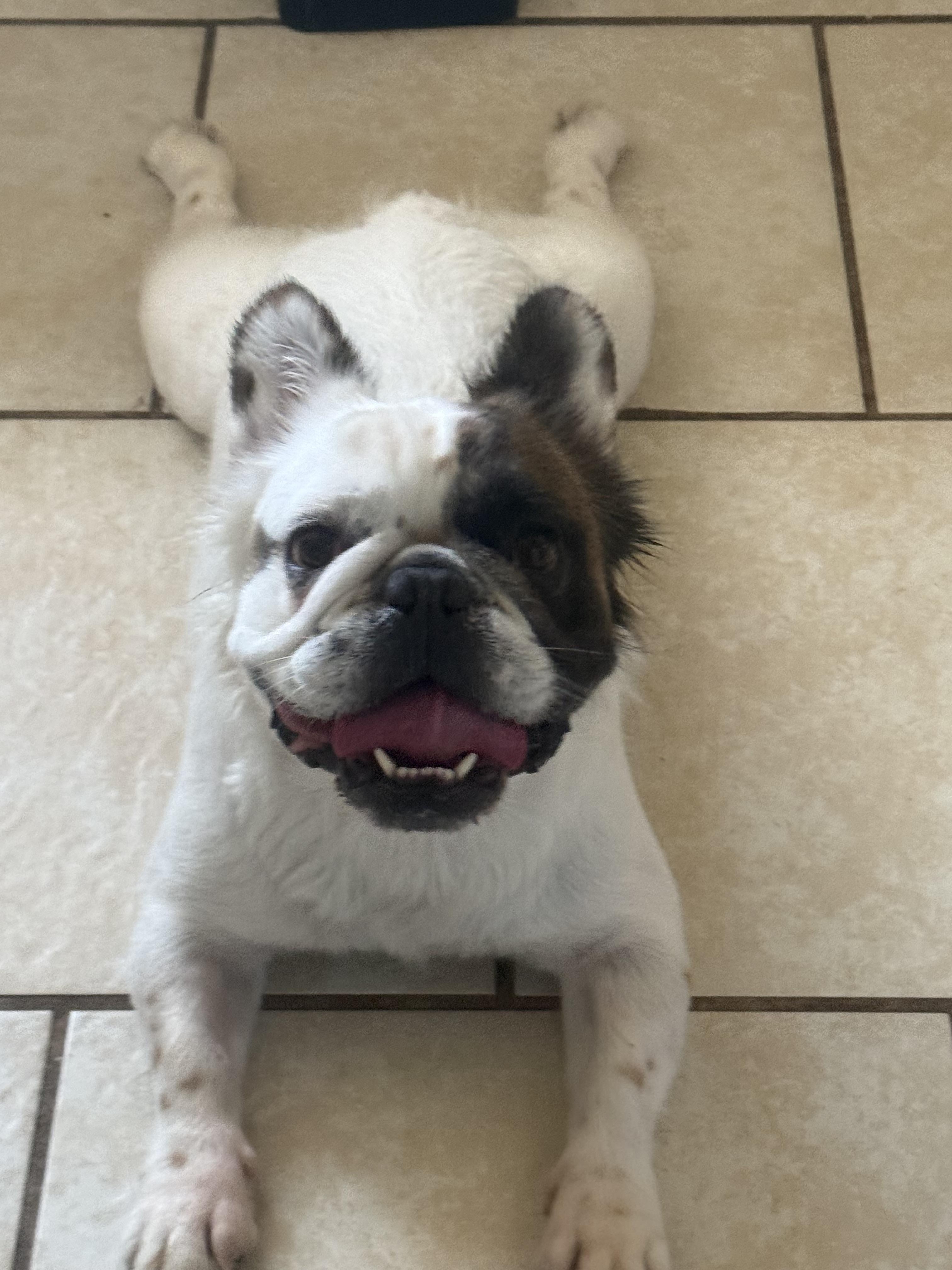 Enlarge Auggy, a Adopted French Bulldog in PALM BAY, FL image 2/3