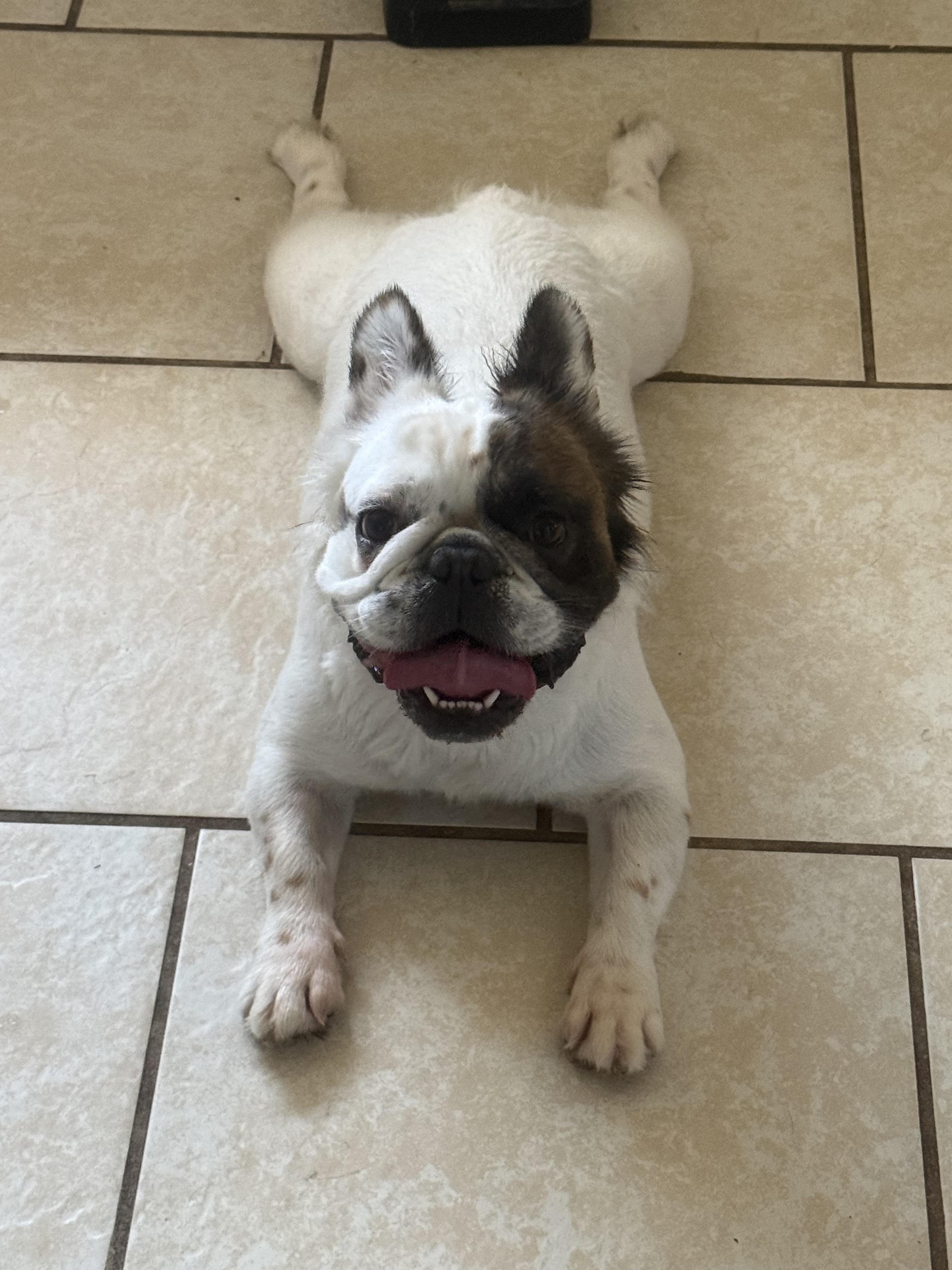 Enlarge Auggy, a Adopted French Bulldog in PALM BAY, FL image 3/3