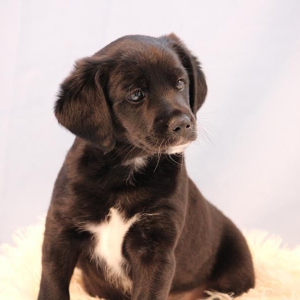 Juicy, adopted, Puppy Male Beagle.