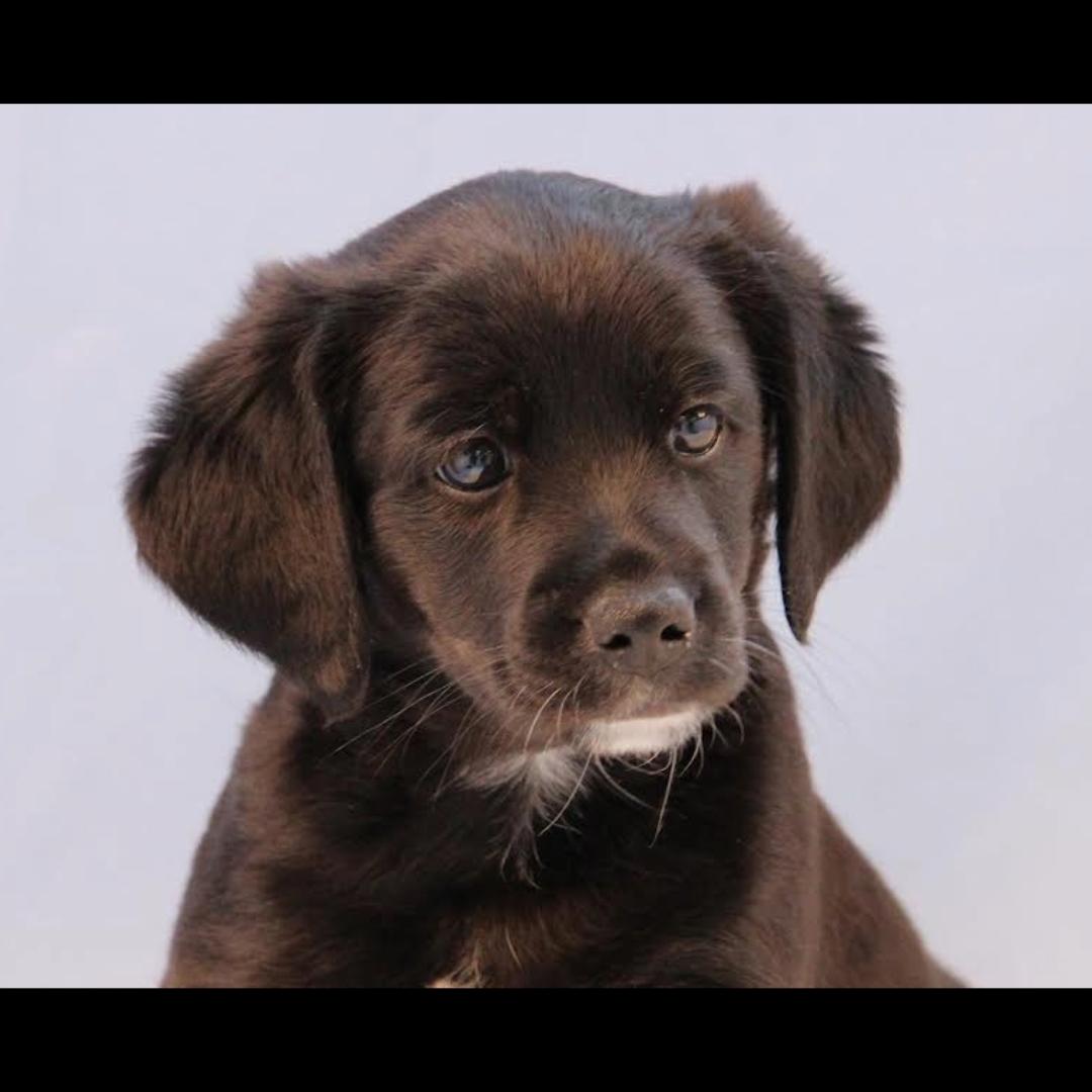 Enlarge Juicy, an adopted mixed breed in Midlothian, VA image 2/4