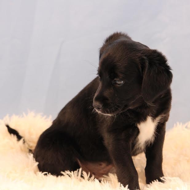 Enlarge Juicy, an adopted mixed breed in Midlothian, VA image 4/4