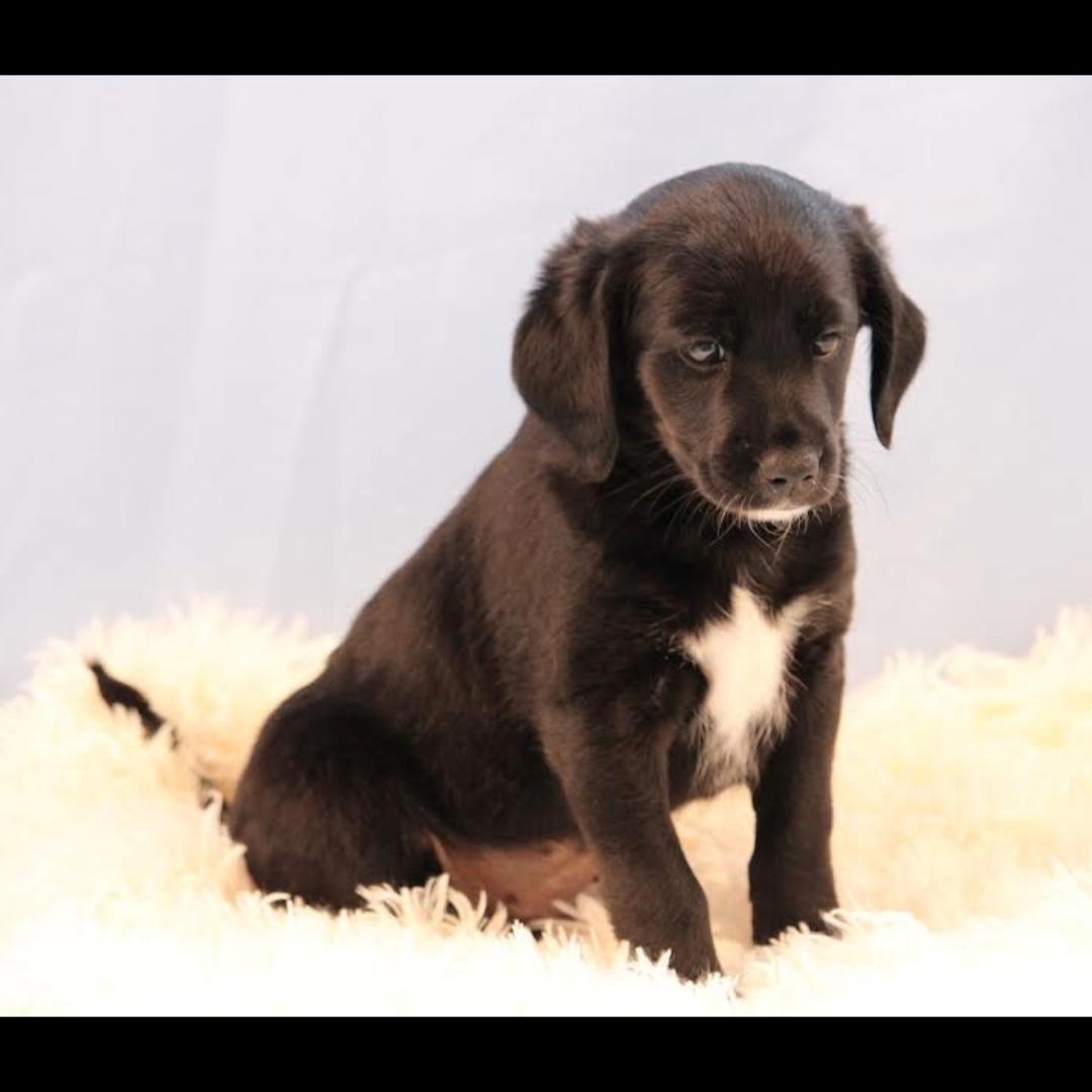 Enlarge Juicy, an adopted mixed breed in Midlothian, VA image 3/4