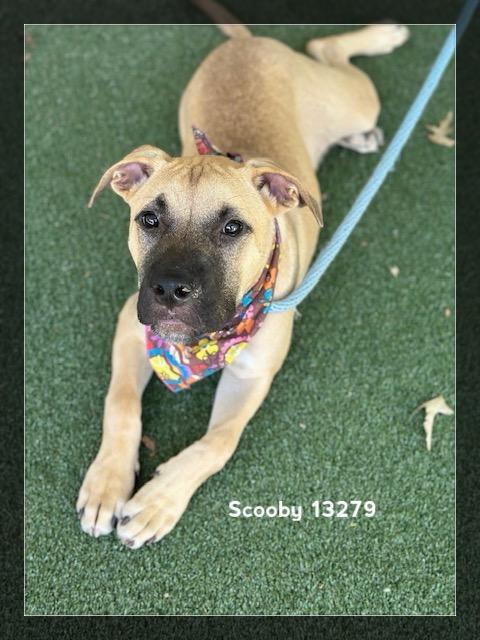 SCOOBY