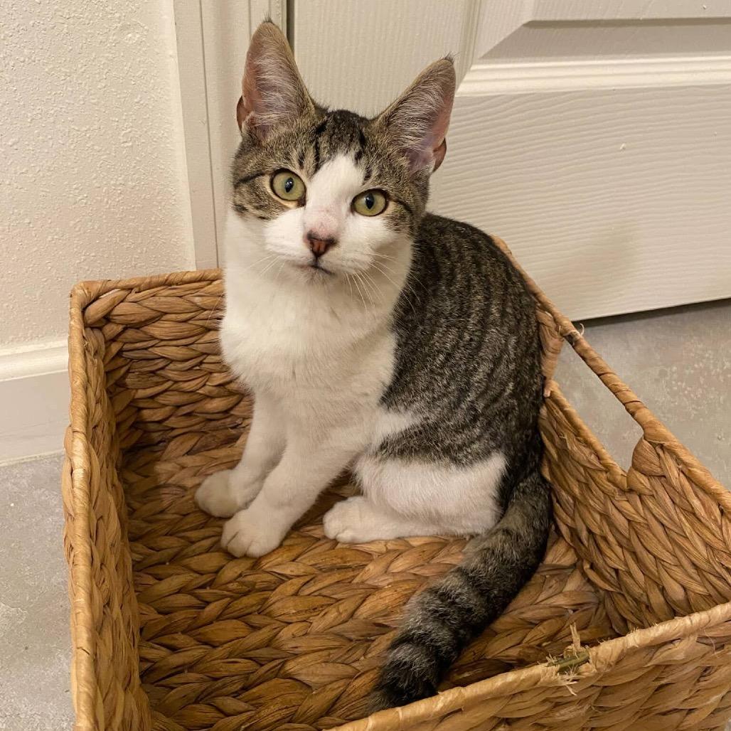 Tempo, Adoptable, Kitten Male Domestic Short Hair.