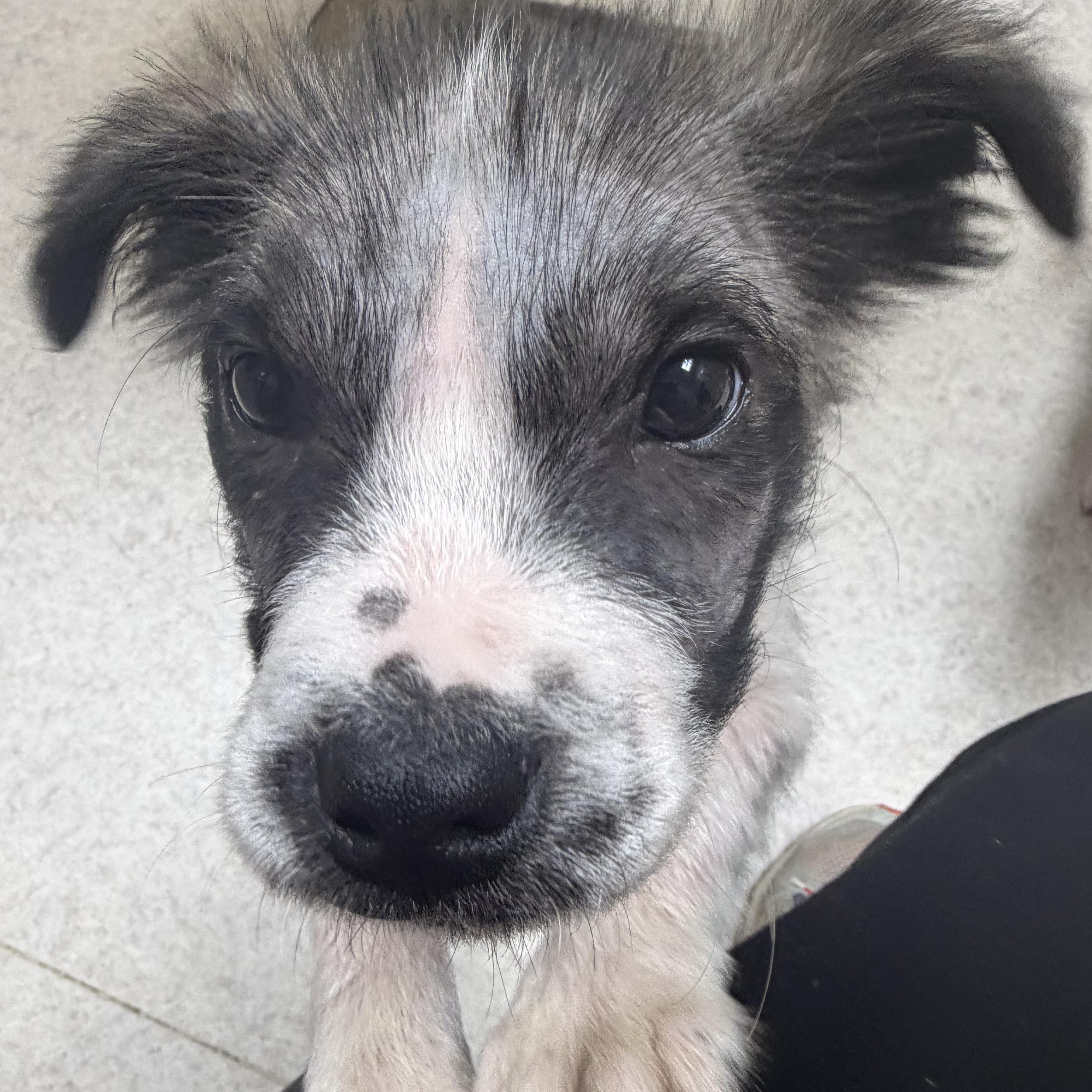 Harbor Spunky — thumbnail 3