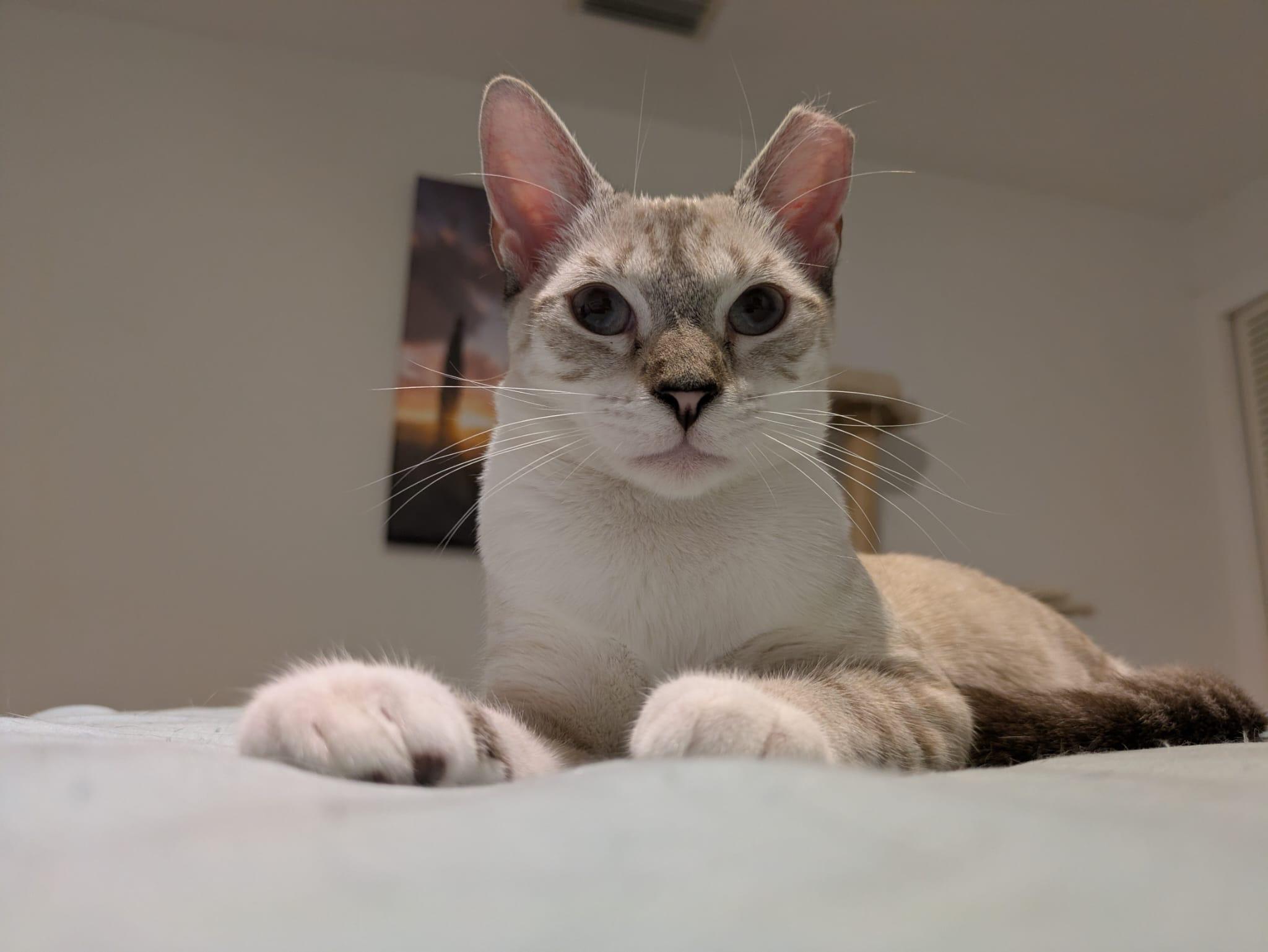 Cindy & Cowboy - BONDED!, a Adoptable Siamese in Warwick, RI image 3/6