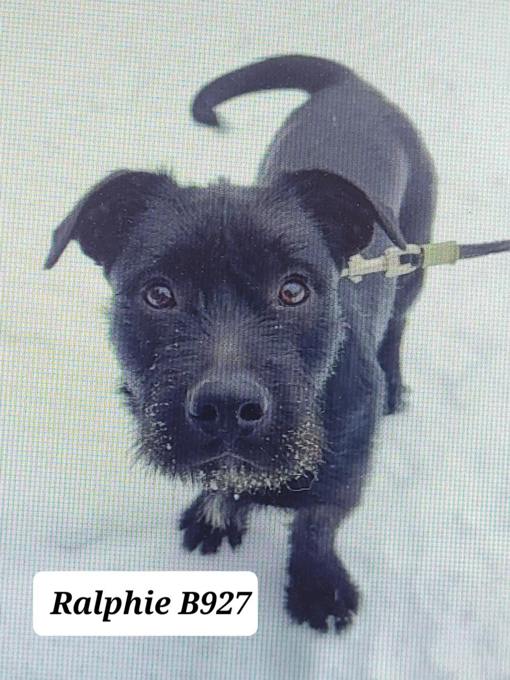 Enlarge Ralphie, a ADOPTABLE mixed breed in Morganton, NC image 1/1