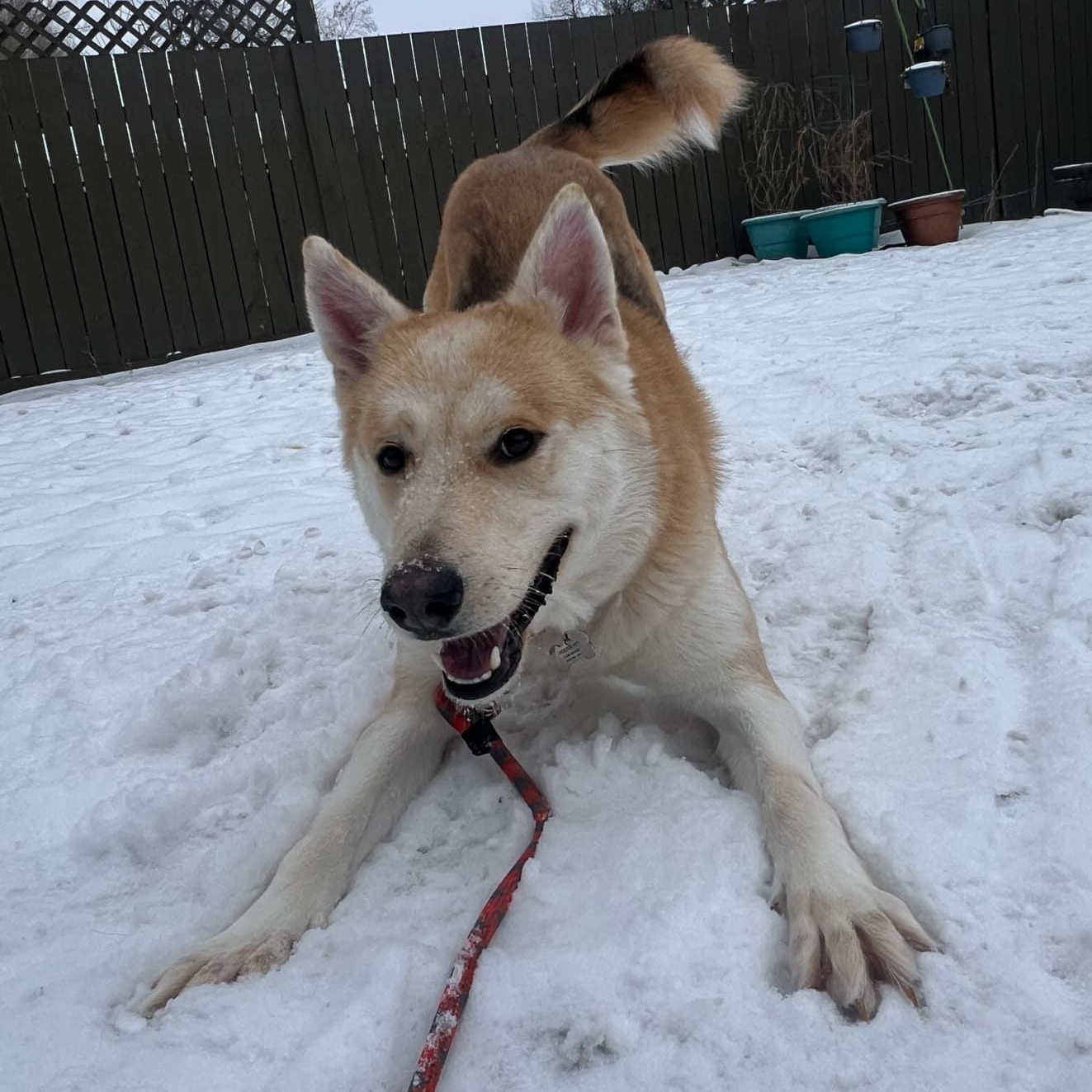 Breckenridge, a Adoptable mixed breed in Grand Forks, ND image 1/2