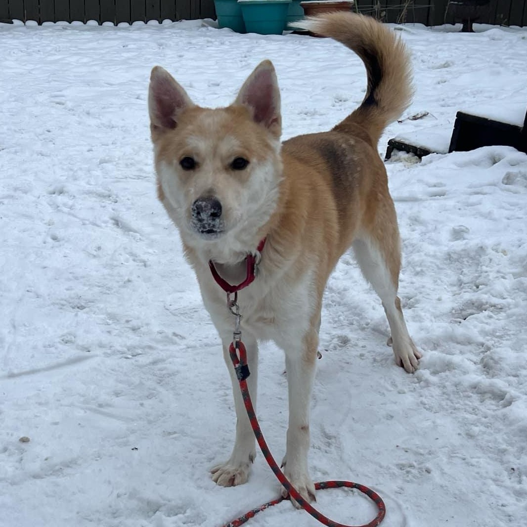 Breckenridge, a Adoptable mixed breed in Grand Forks, ND image 2/2