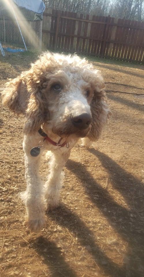 Enlarge Louie, a Adopted Golden Retriever in Toney, AL image 1/2