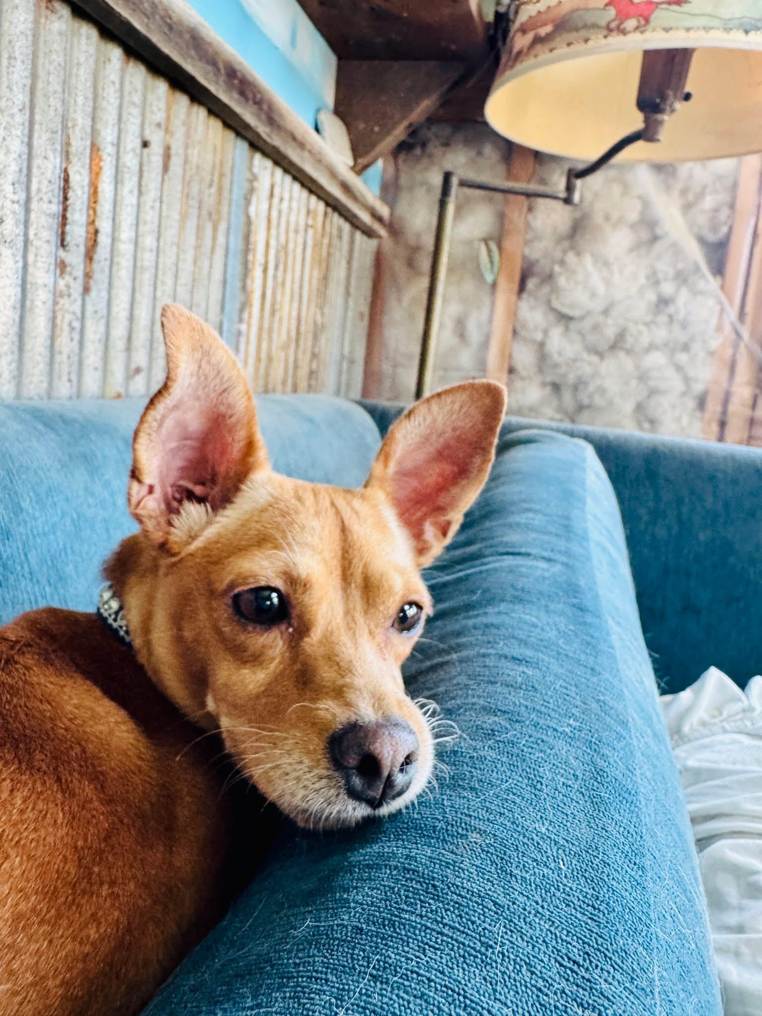 Sally, an adoptable Miniature Pinscher, Chihuahua in Wilsall, MT, 59086 | Photo Image 1