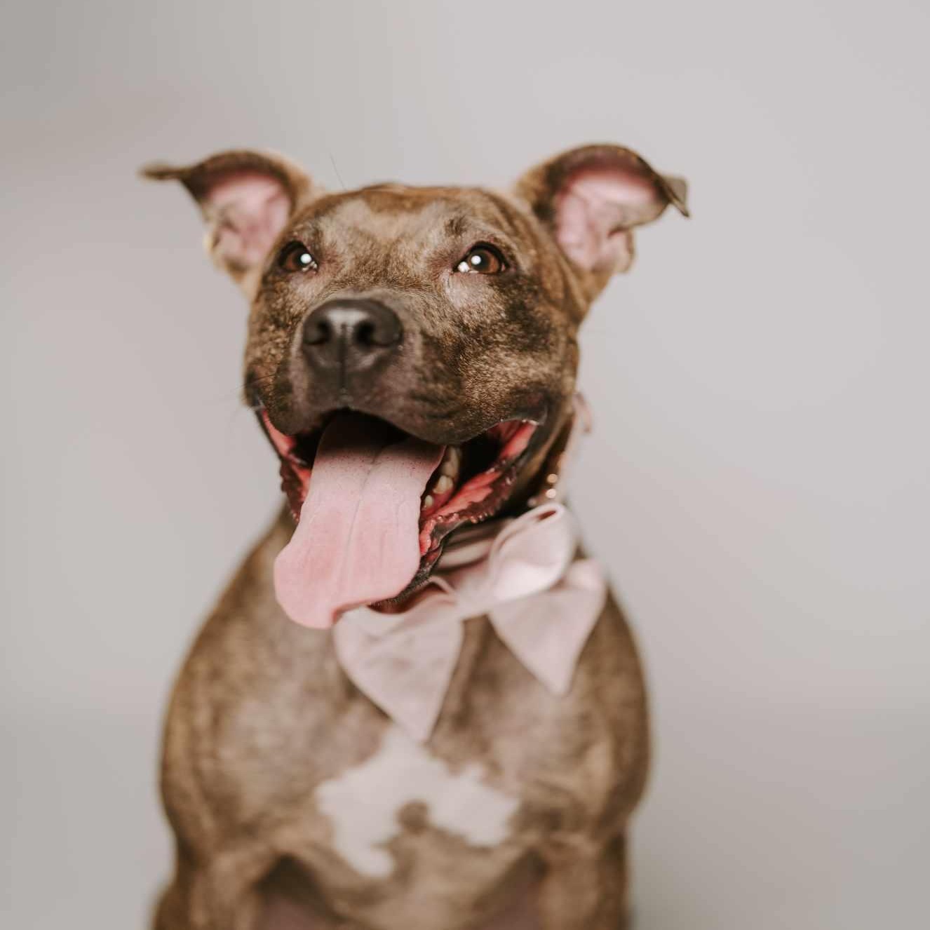 Enlarge Poppy, a Adoptable mixed breed in Humble, TX image 2/6